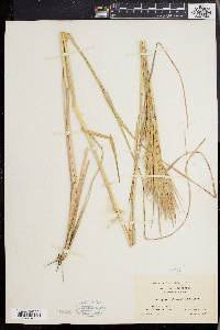 Andropogon glomeratus image