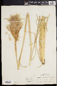 Andropogon glomeratus image