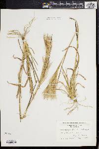 Andropogon glomeratus image