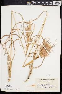 Andropogon glomeratus image