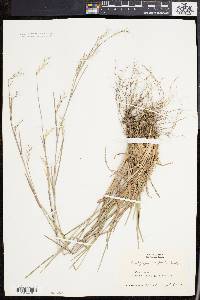 Schizachyrium scoparium var. scoparium image