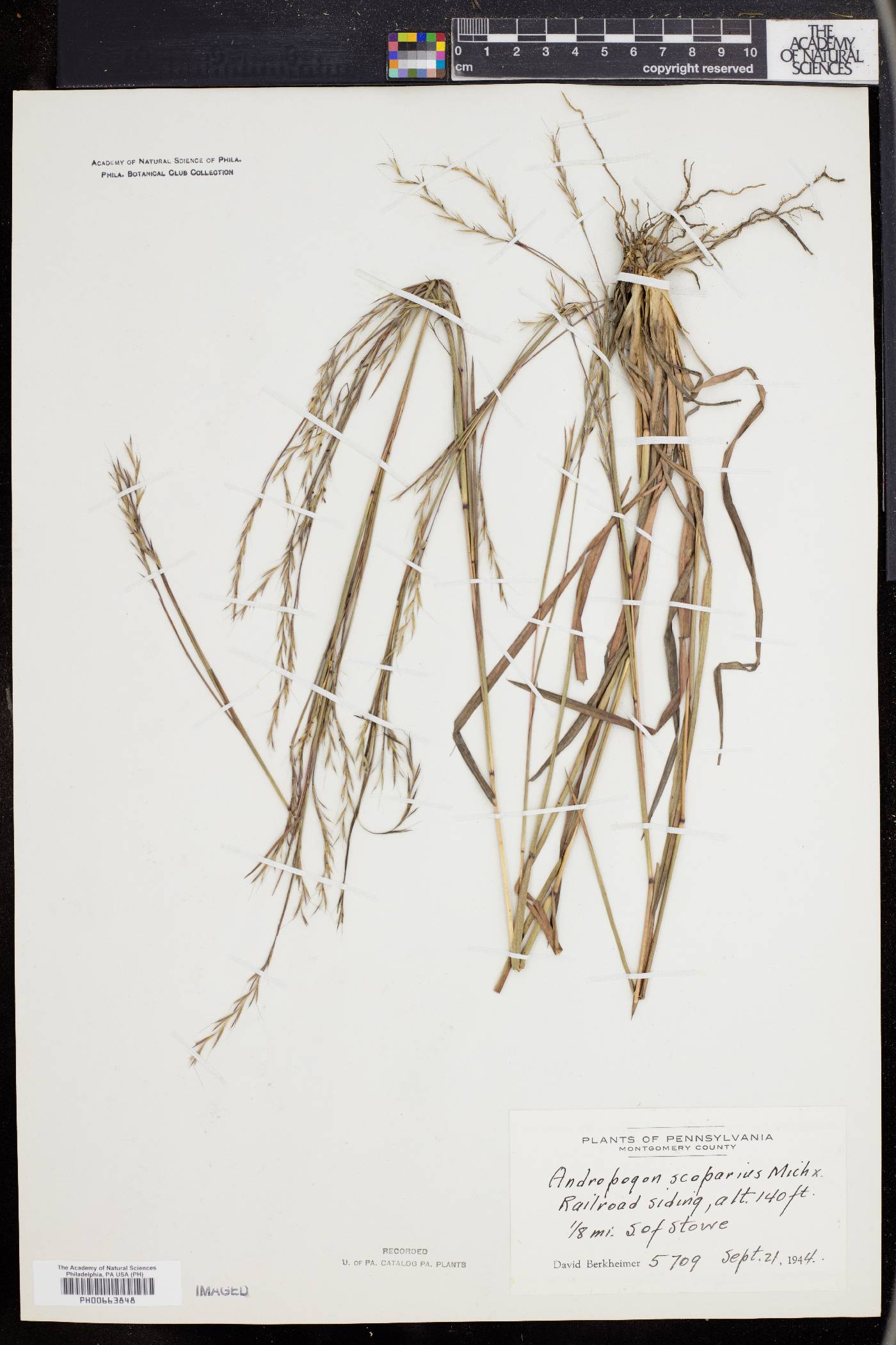 Schizachyrium scoparium var. scoparium image