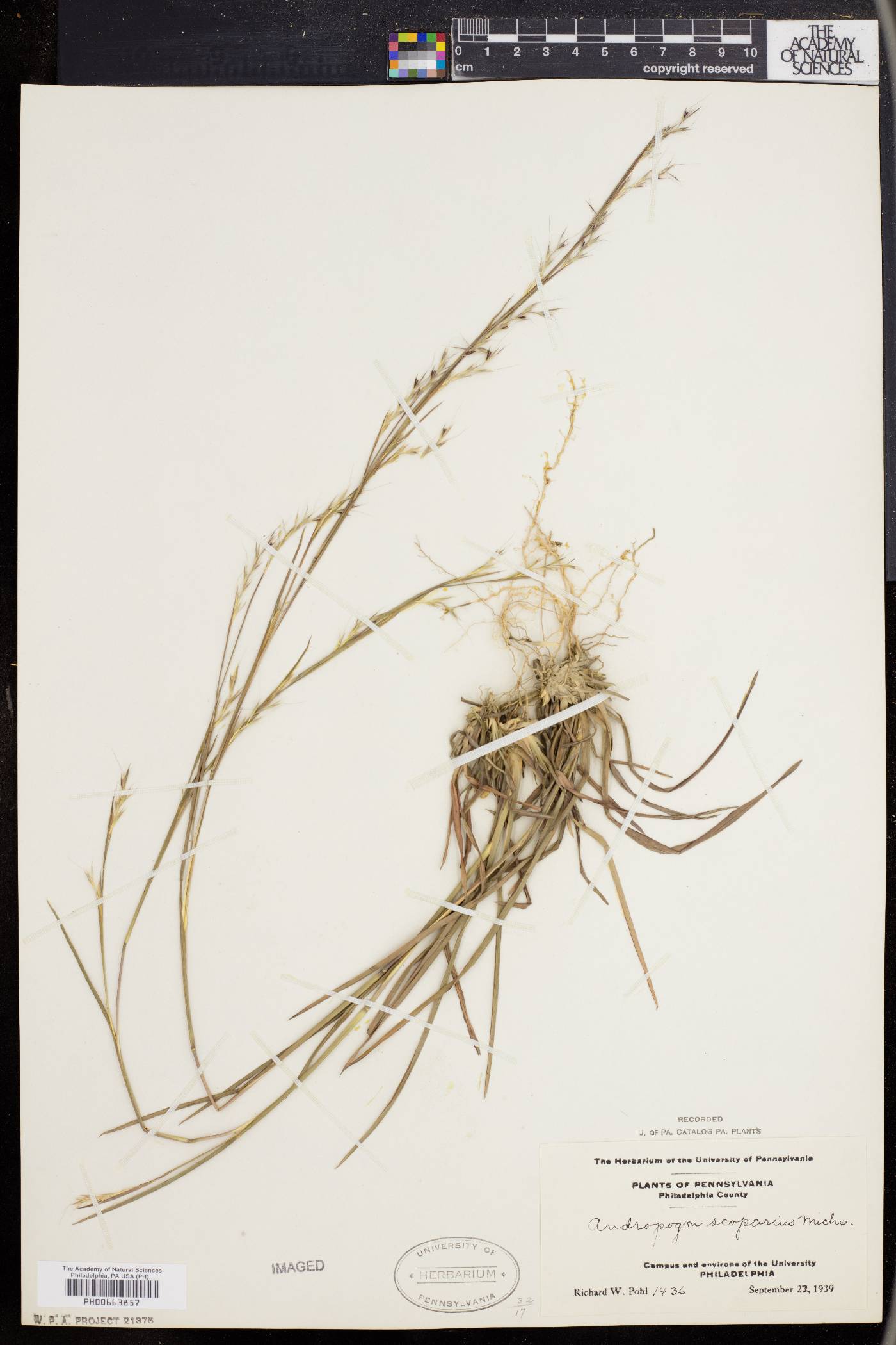 Schizachyrium scoparium var. scoparium image