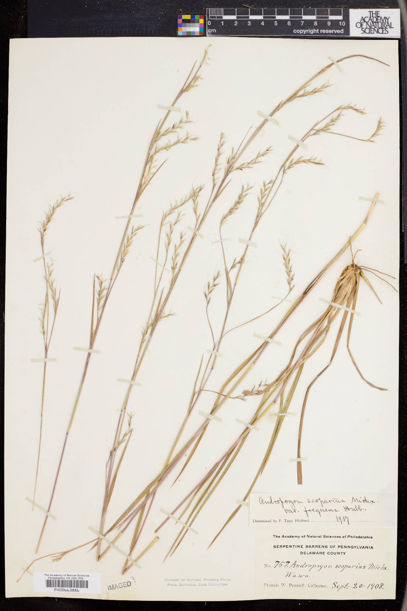 Schizachyrium scoparium var. scoparium image