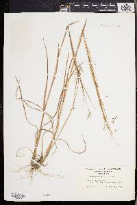 Schizachyrium scoparium var. scoparium image