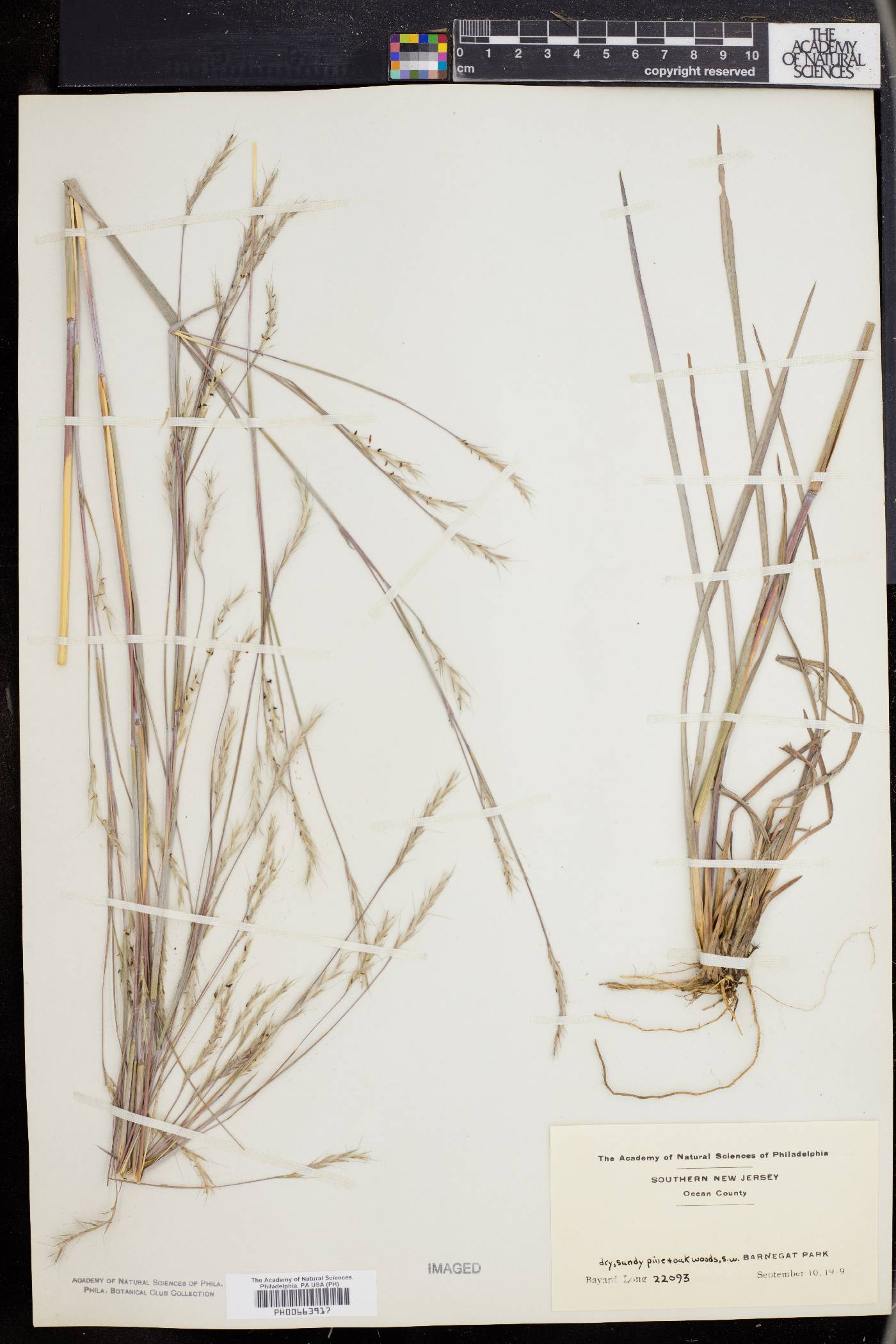 Schizachyrium scoparium var. scoparium image