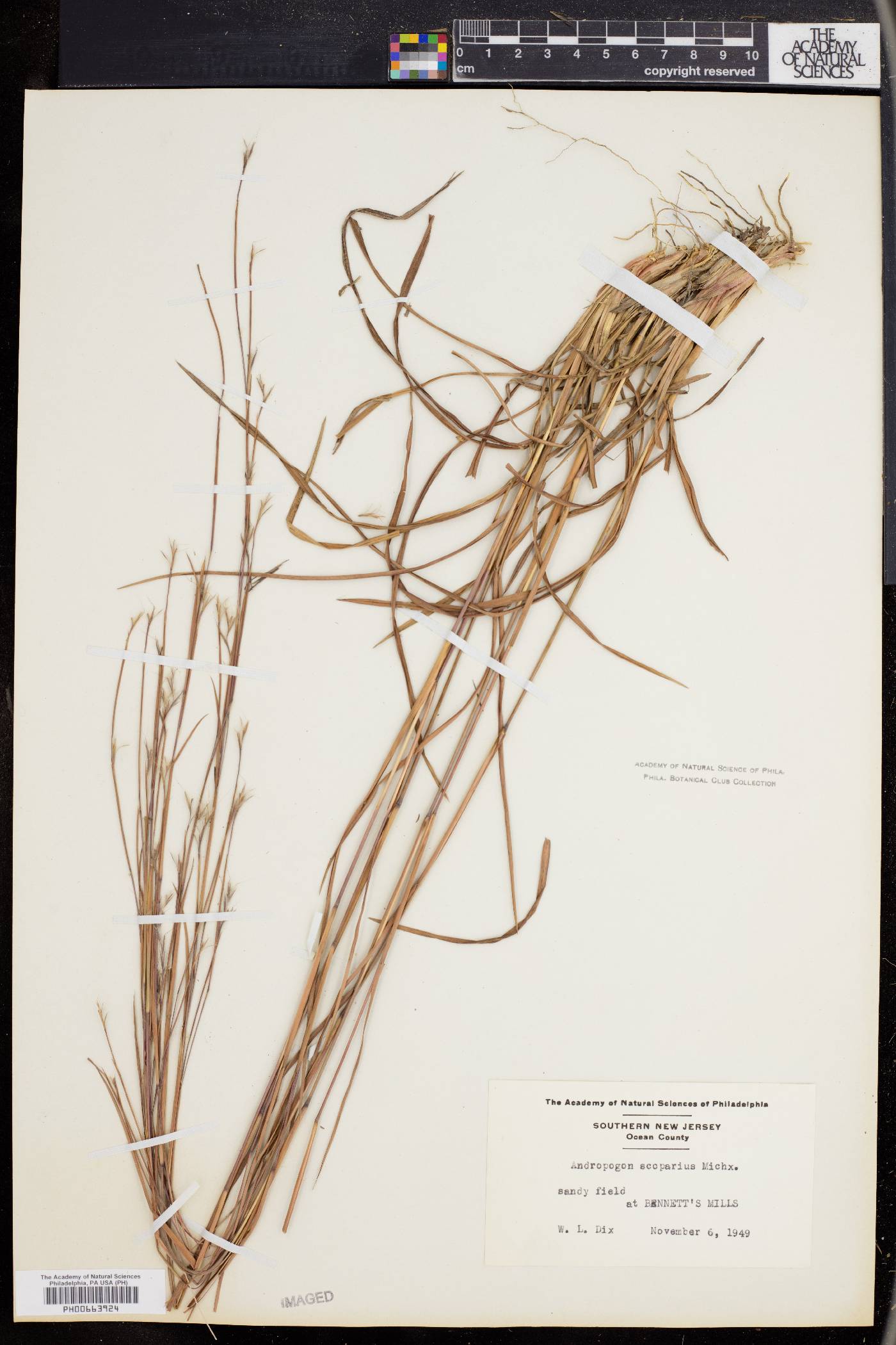 Schizachyrium scoparium var. scoparium image