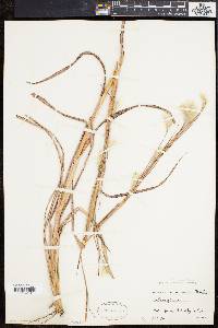 Andropogon ternarius image