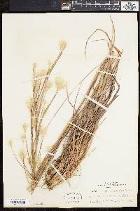 Andropogon ternarius image