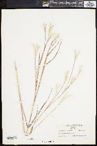 Andropogon ternarius image