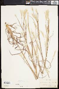 Andropogon ternarius image