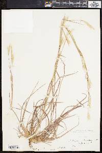 Andropogon ternarius image