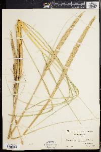 Ammophila breviligulata image