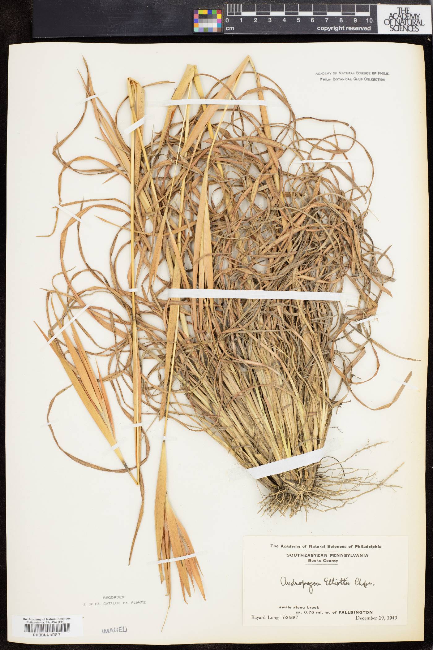 Andropogon elliottii image