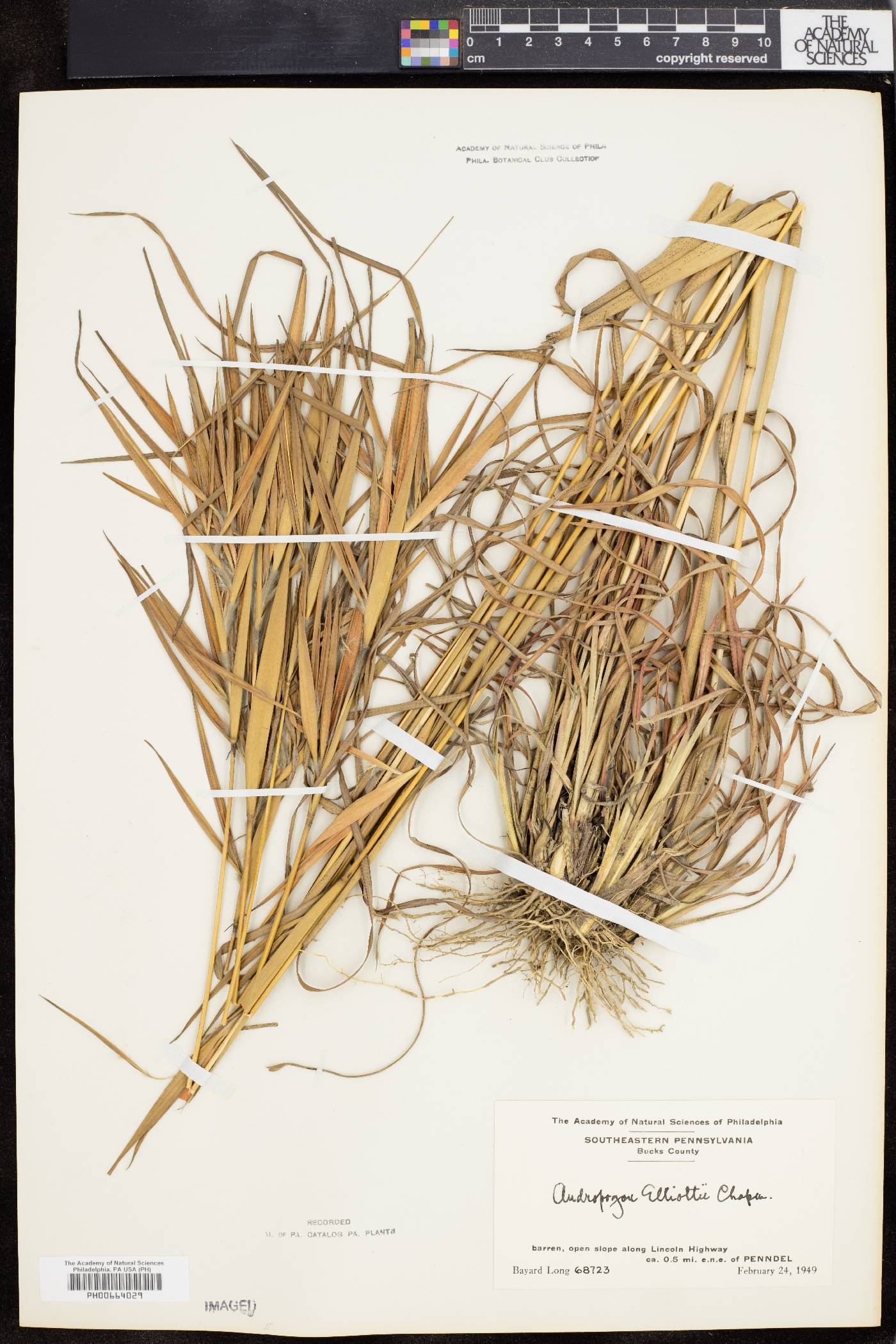 Andropogon elliottii image