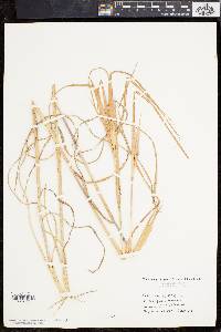 Andropogon elliottii image