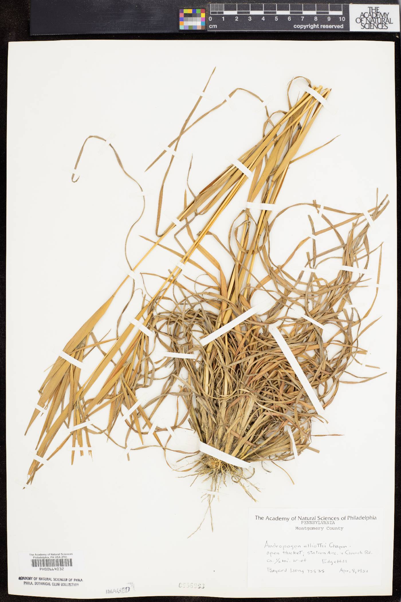 Andropogon elliottii image