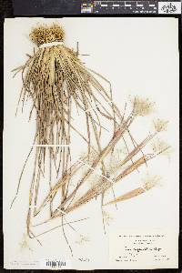 Andropogon elliottii image