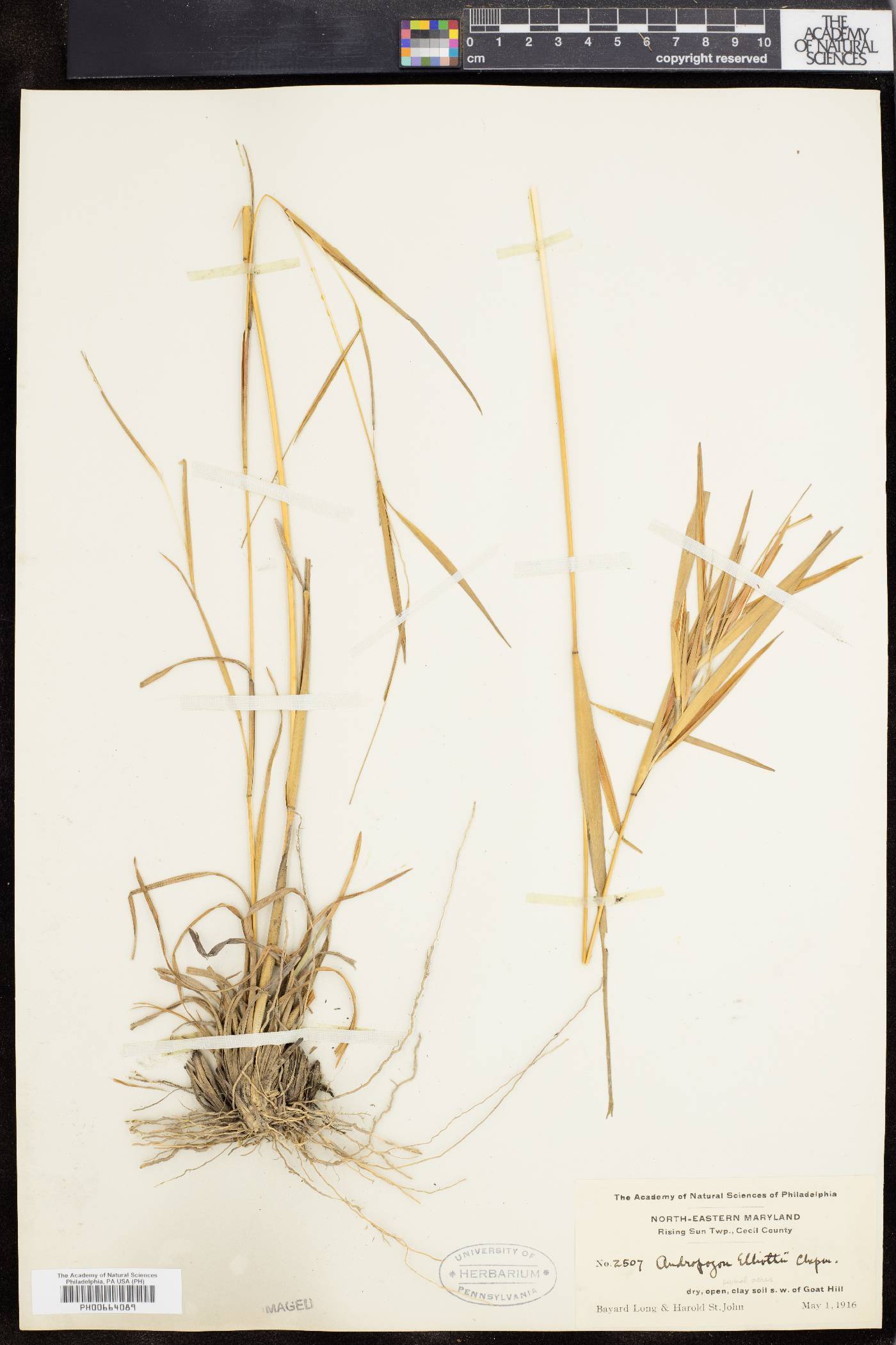 Andropogon elliottii image