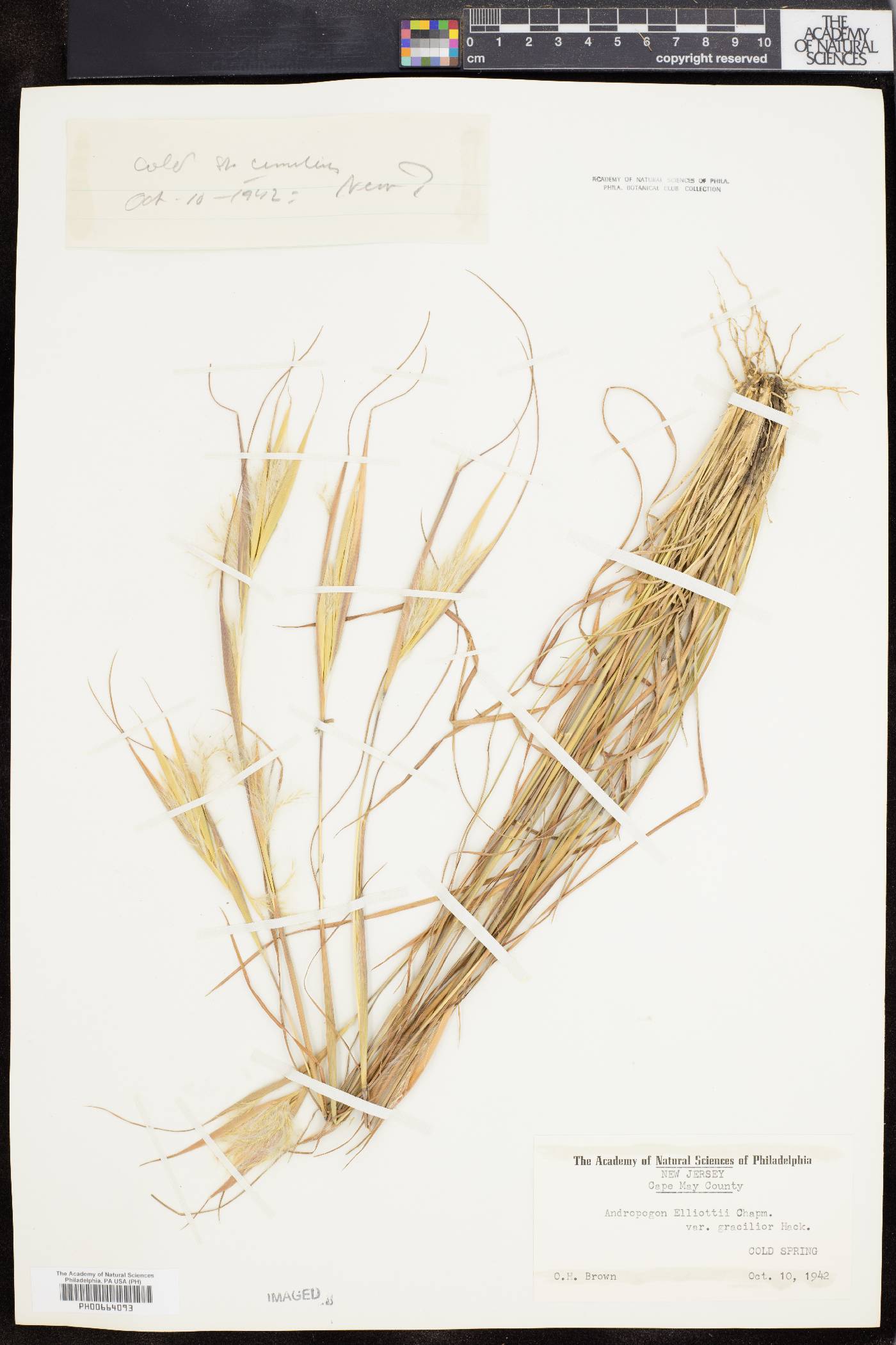 Andropogon elliottii var. gracilior image