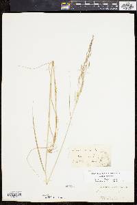Agrostis perennans var. elata image