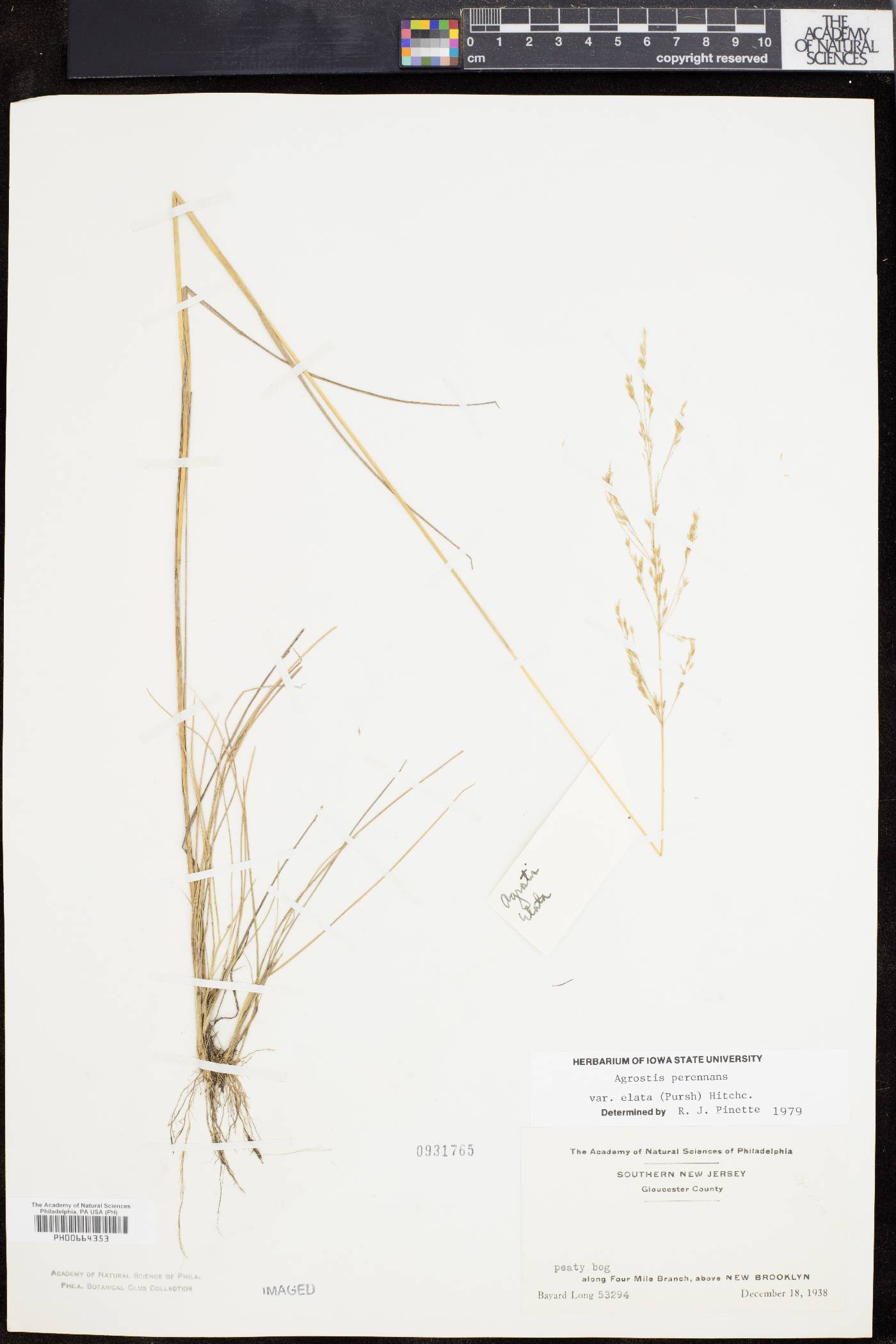 Agrostis perennans var. elata image