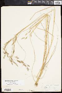 Agrostis perennans var. elata image