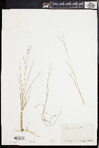 Muhlenbergia uniflora image