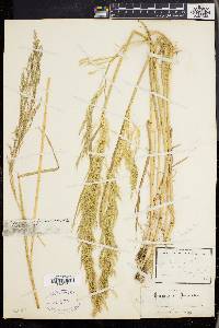 Agrostis spica-venti image