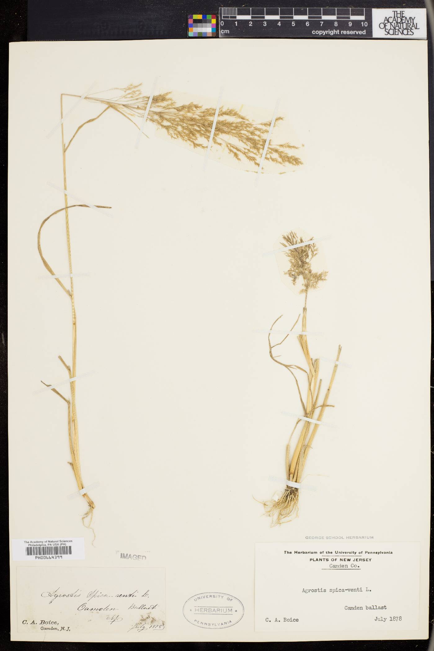 Agrostis spica-venti image