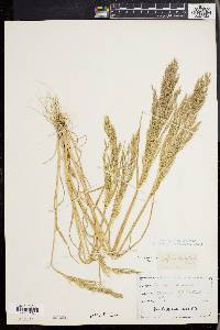 Agrostis spica-venti image