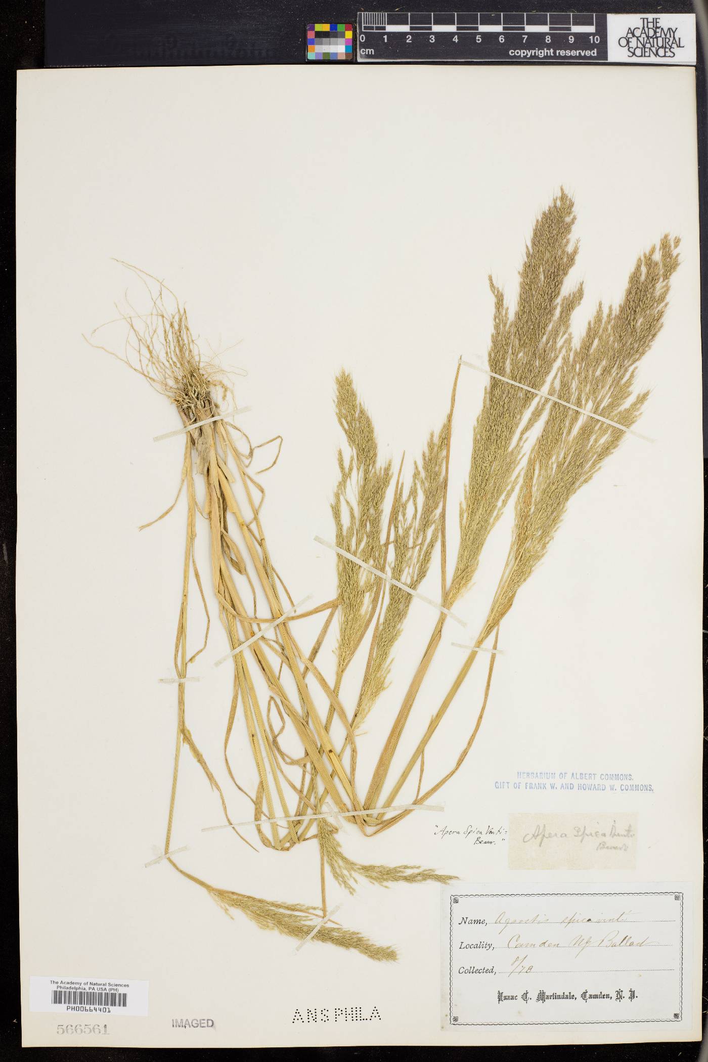 Agrostis spica-venti image