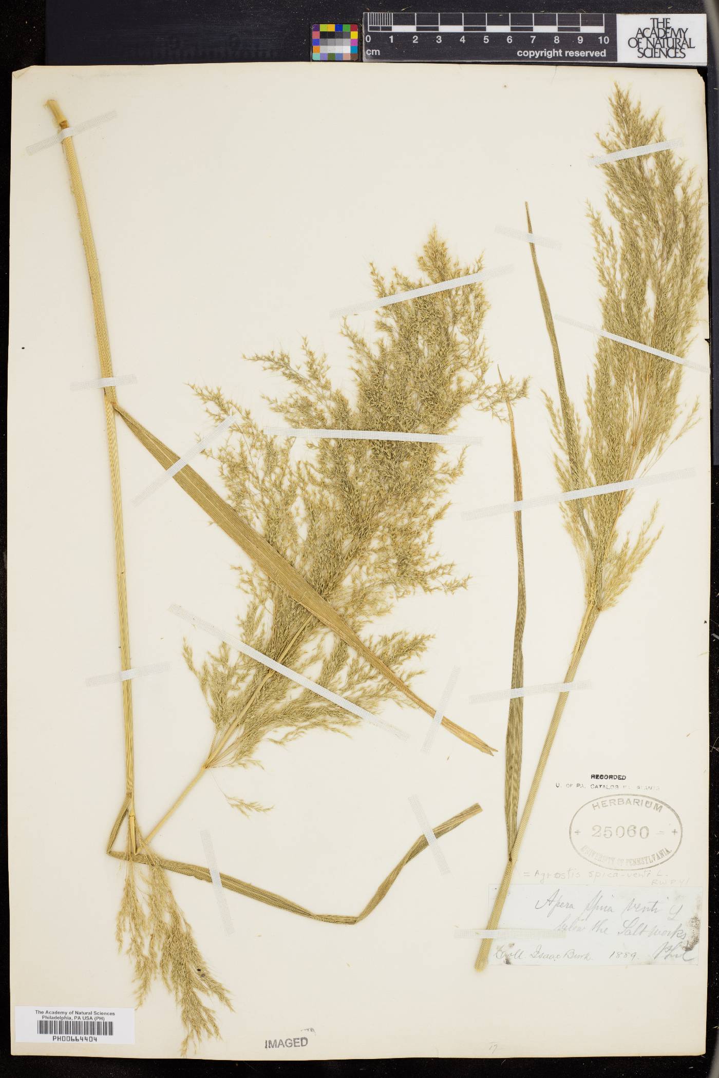 Agrostis spica-venti image