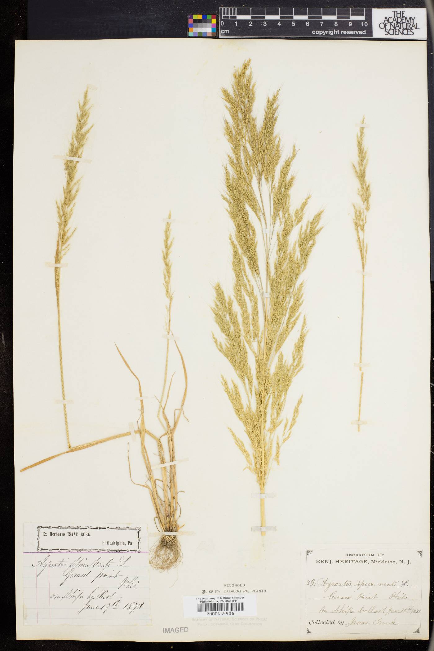 Agrostis spica-venti image