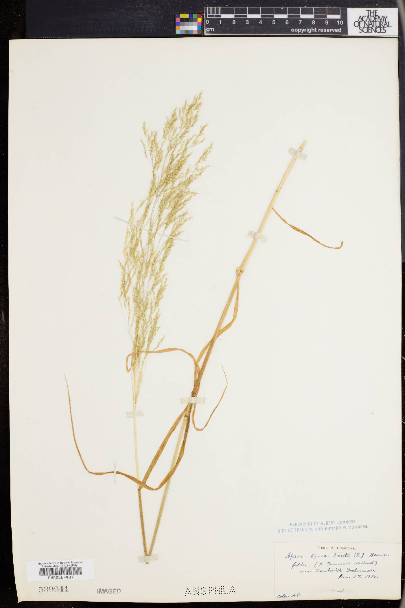 Agrostis spica-venti image