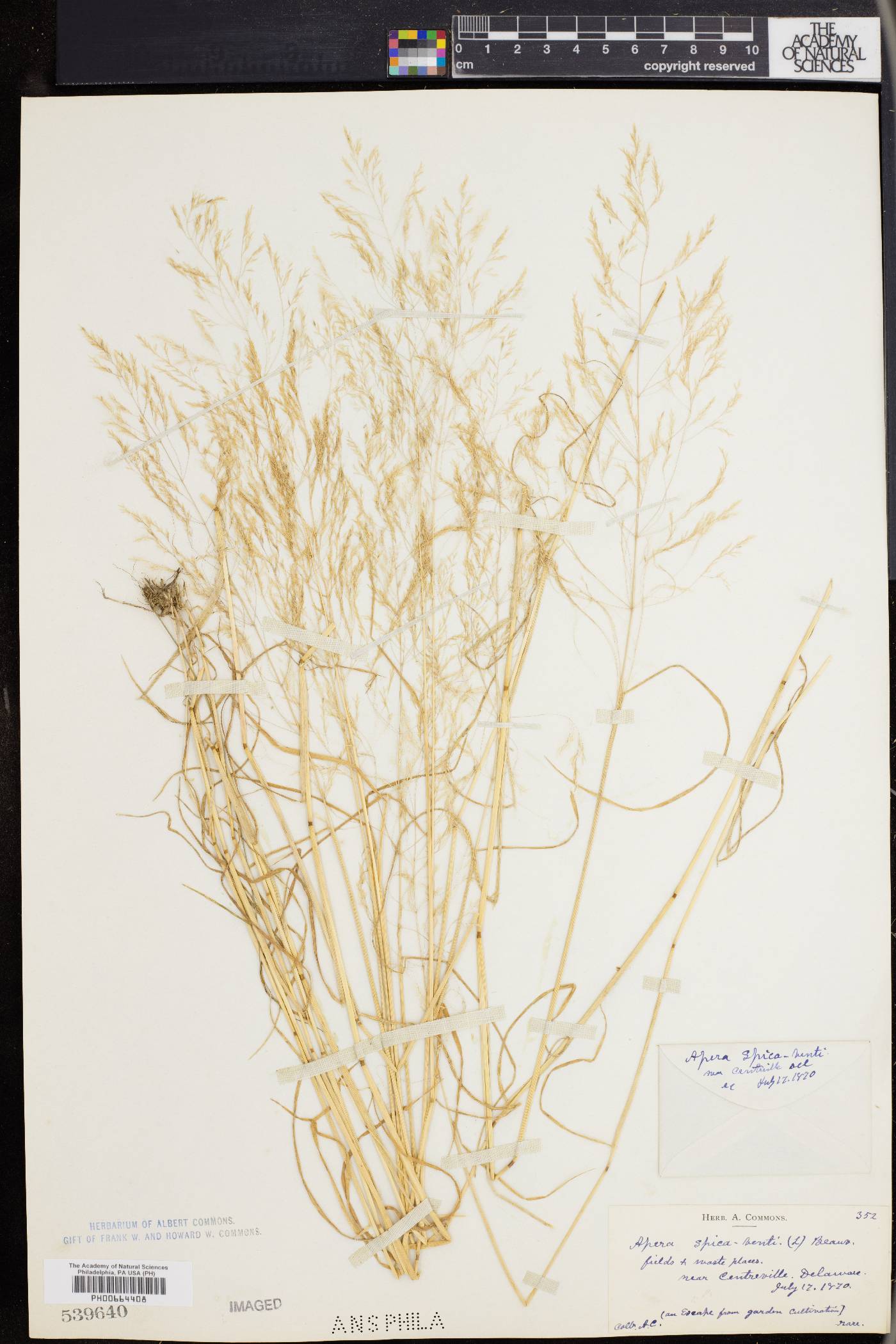 Agrostis spica-venti image