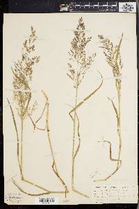 Agrostis capillaris image