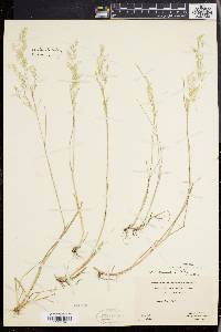 Agrostis capillaris image