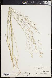 Agrostis capillaris image