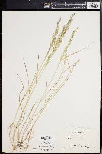 Agrostis capillaris image