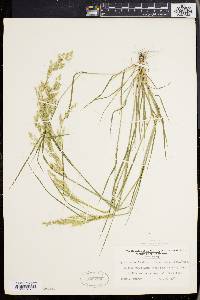 Agrostis capillaris image