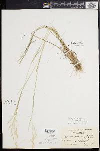 Agrostis capillaris image