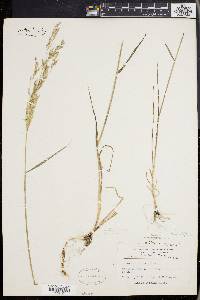 Agrostis capillaris image