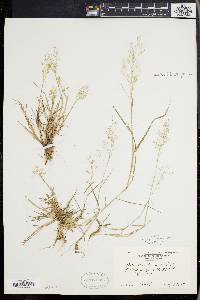 Agrostis capillaris image