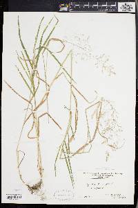 Agrostis capillaris image