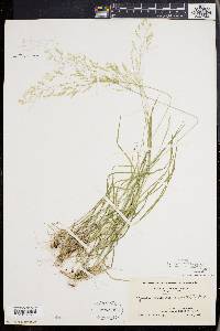 Agrostis capillaris image