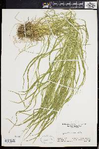 Agrostis capillaris image