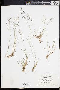 Agrostis capillaris image