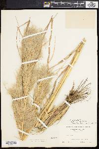 Andropogon virginicus var. hirsutior image