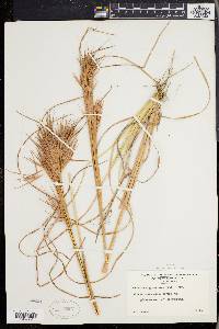 Andropogon glomeratus image